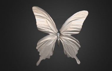 蝴蝶标本扫描